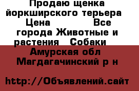 Продаю щенка йоркширского терьера  › Цена ­ 20 000 - Все города Животные и растения » Собаки   . Амурская обл.,Магдагачинский р-н